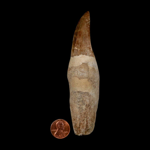 XL 4.7" Mosasaur Hoffmanni Fossil Tooth Rooted Cretaceous Dinosaur Era COA