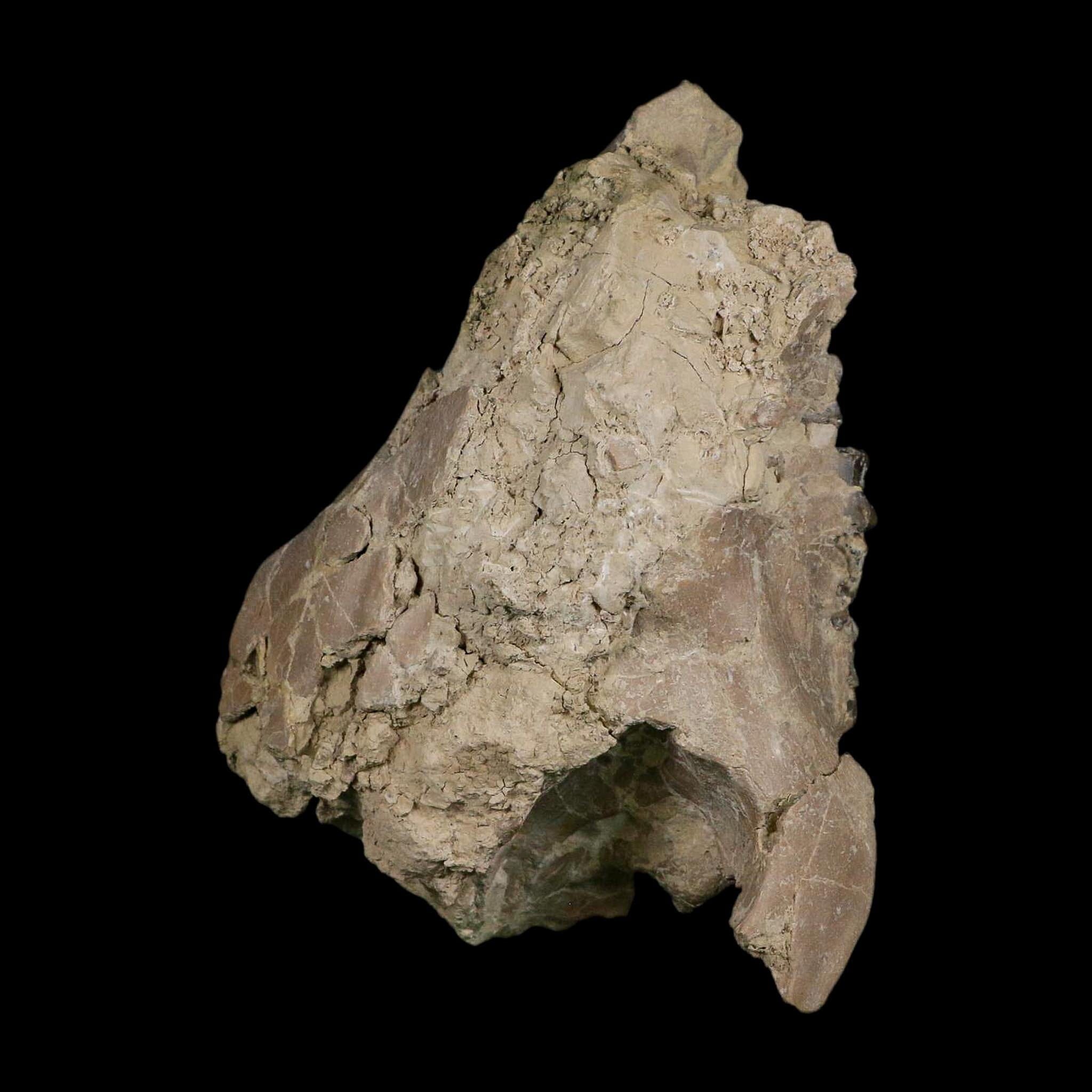 4.9" Oreodont Merycoidodon Fossil Skull Teeth Oligocene Age Badlands SD COA - Fossil Age Minerals