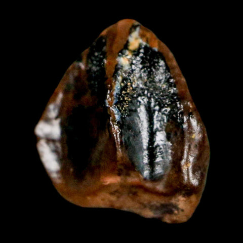 0.4" Triceratops Fossil Crown Tooth Hell Creek FM Cretaceous Dinosaur MT COA