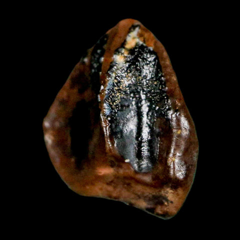 0.4" Triceratops Fossil Crown Tooth Hell Creek FM Cretaceous Dinosaur MT COA