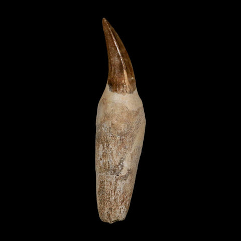XL 4.7" Mosasaur Hoffmanni Fossil Tooth Rooted Cretaceous Dinosaur Era COA