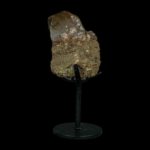 2.7" Allosaurus Fossil Metacarpal Bone Morrison FM Colorado Jurassic Dinosaur COA Stand - Fossil Age Minerals