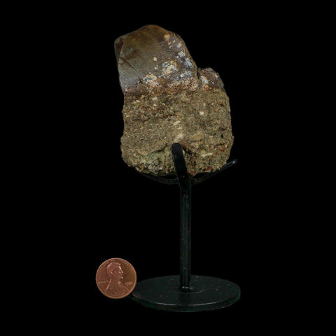 2.7" Allosaurus Fossil Metacarpal Bone Morrison FM Colorado Jurassic Dinosaur COA Stand - Fossil Age Minerals