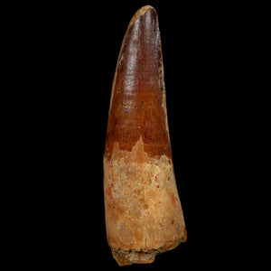 XL 4