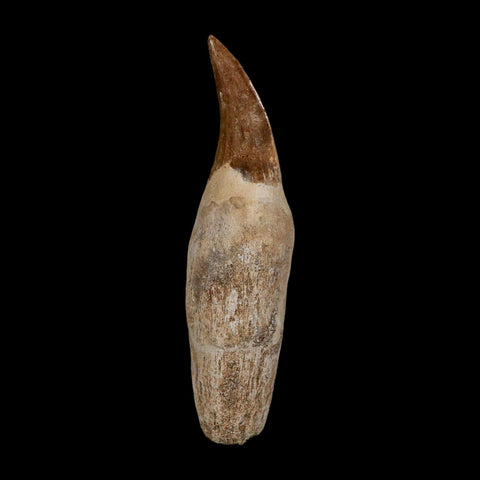 XL 4.7" Mosasaur Hoffmanni Fossil Tooth Rooted Cretaceous Dinosaur Era COA