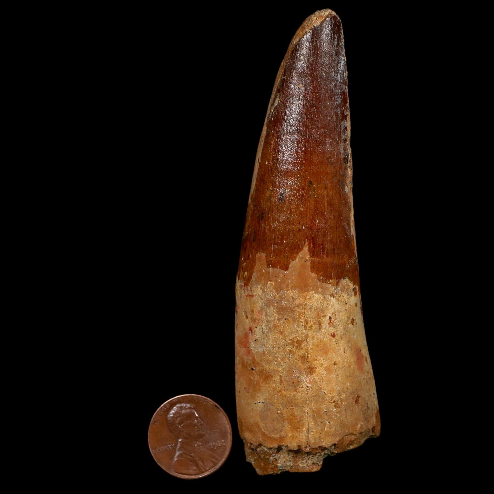 XL 4" Spinosaurus Fossil Tooth 100 Million Years Old Cretaceous Dinosaur COA