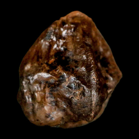 0.4" Triceratops Fossil Crown Tooth Hell Creek FM Cretaceous Dinosaur MT COA