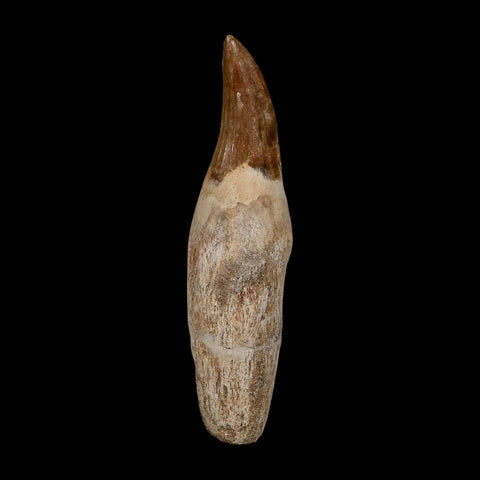 XL 4.7" Mosasaur Hoffmanni Fossil Tooth Rooted Cretaceous Dinosaur Era COA