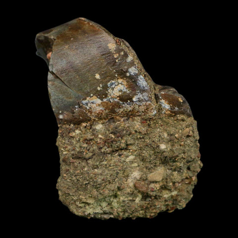 2.7" Allosaurus Fossil Metacarpal Bone Morrison FM Colorado Jurassic Dinosaur COA Stand - Fossil Age Minerals