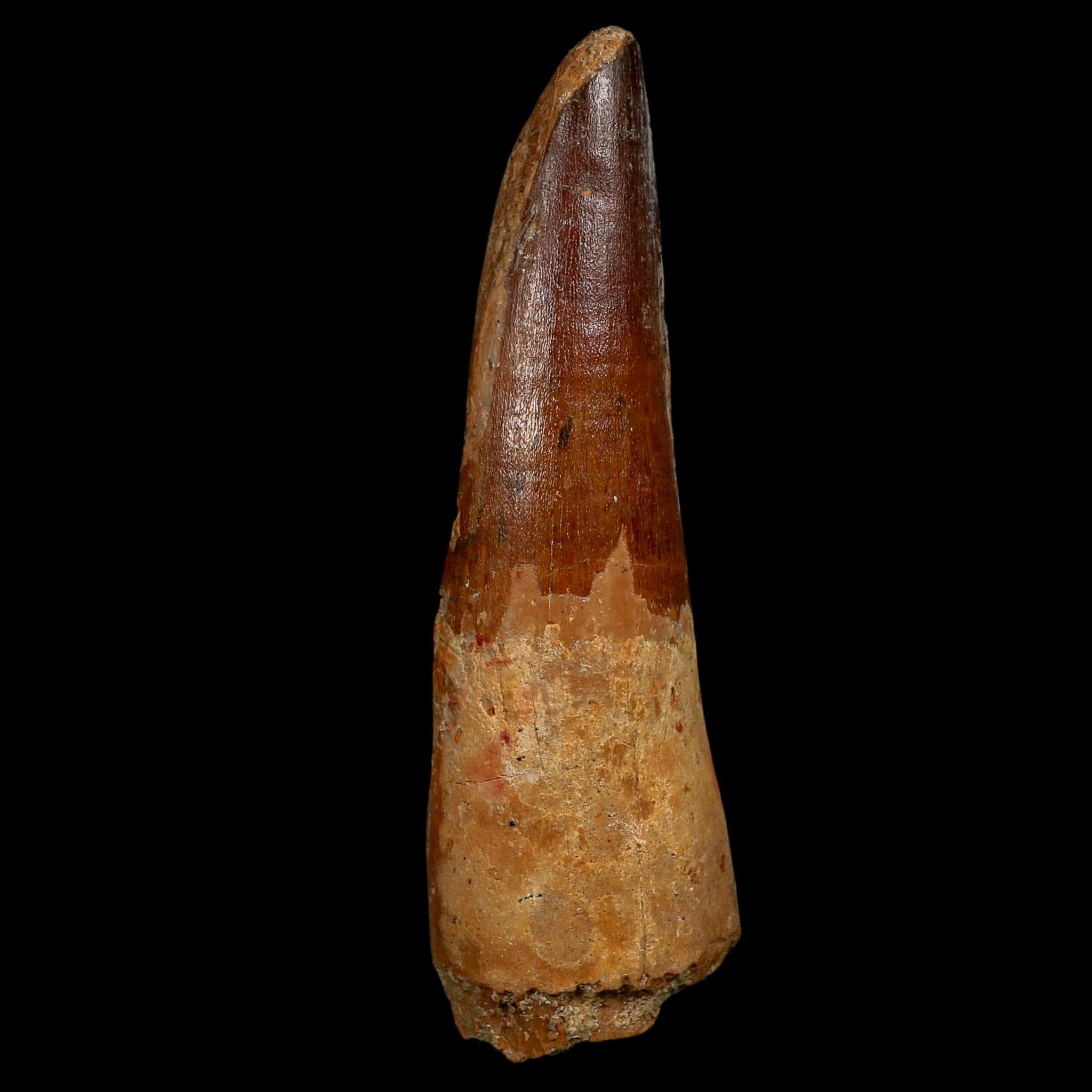 XL 4" Spinosaurus Fossil Tooth 100 Million Years Old Cretaceous Dinosaur COA