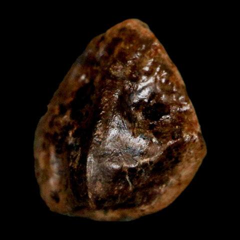 0.4" Triceratops Fossil Crown Tooth Hell Creek FM Cretaceous Dinosaur MT COA