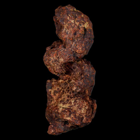 3.3" Prehistoric Coprolite Fossil Specimen Poop Dung Miocene Madagascar - Fossil Age Minerals