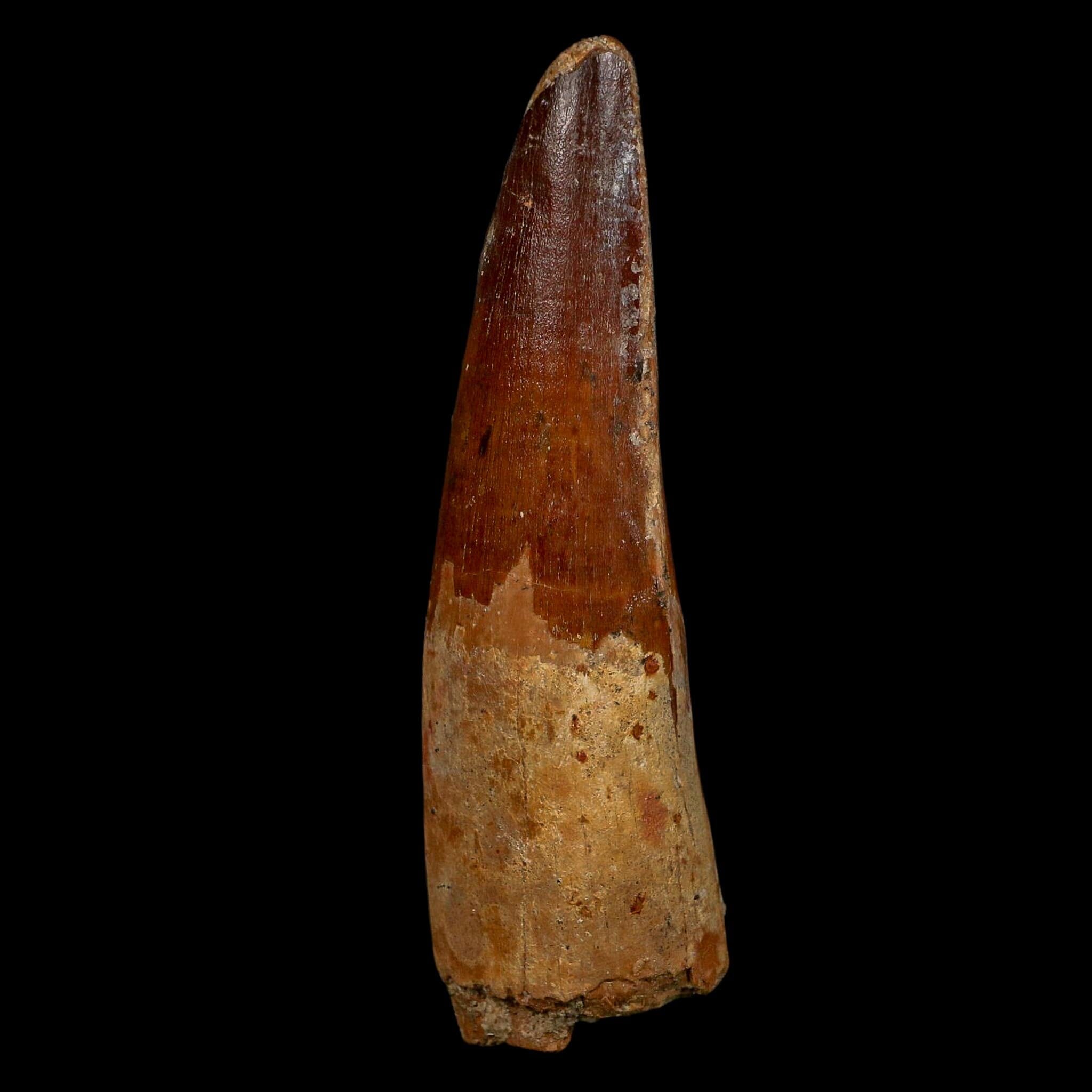 XL 4" Spinosaurus Fossil Tooth 100 Million Years Old Cretaceous Dinosaur COA