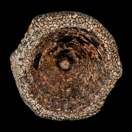 27MM Squalicorax Shark Vertebrae Fossil Bone Ozan Formation, North Sulfur River Texas
