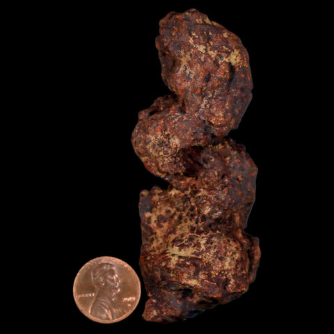 3.3" Prehistoric Coprolite Fossil Specimen Poop Dung Miocene Madagascar - Fossil Age Minerals