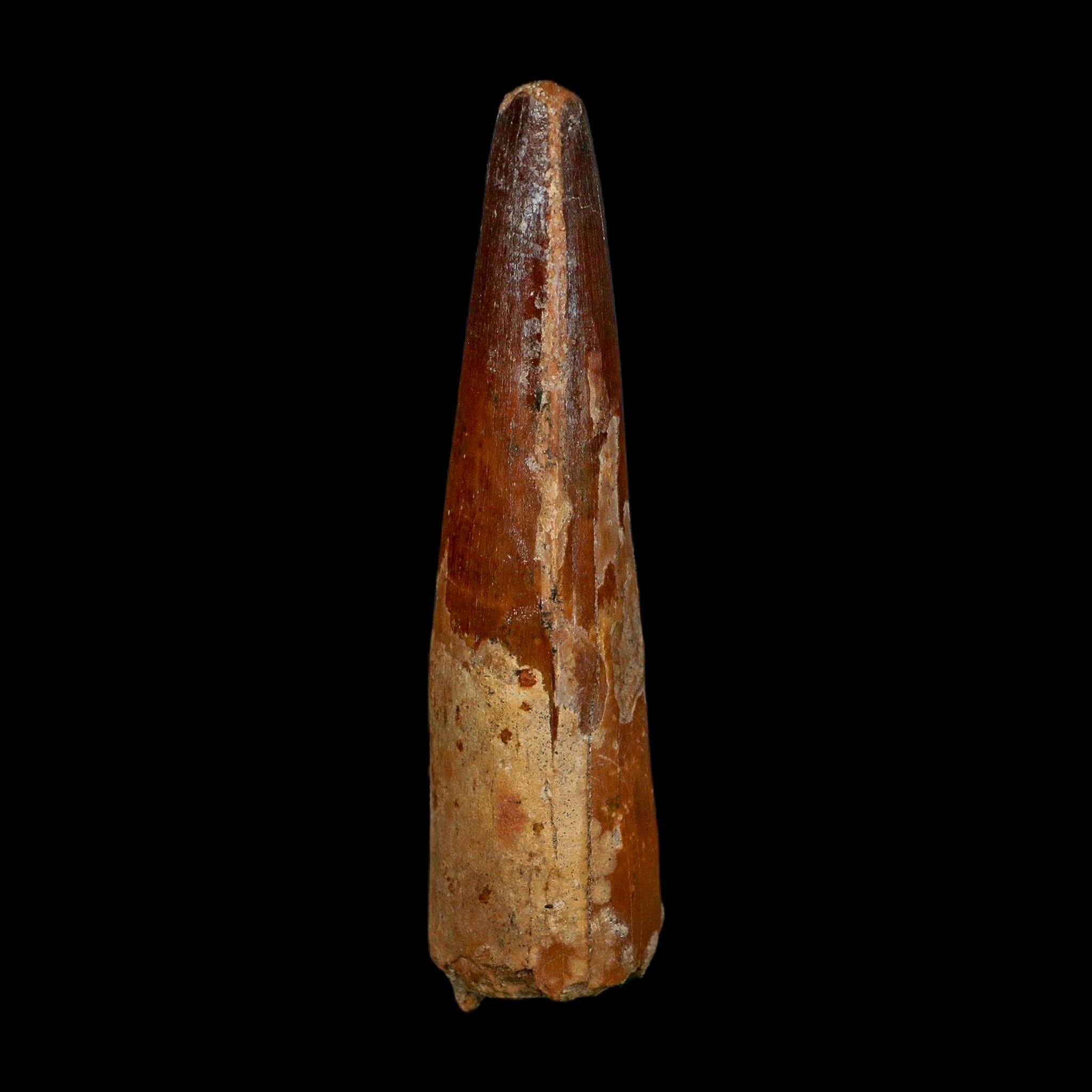 XL 4" Spinosaurus Fossil Tooth 100 Million Years Old Cretaceous Dinosaur COA