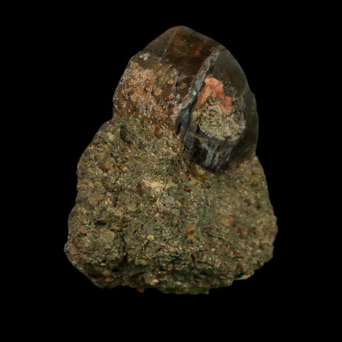 2.7" Allosaurus Fossil Metacarpal Bone Morrison FM Colorado Jurassic Dinosaur COA Stand - Fossil Age Minerals