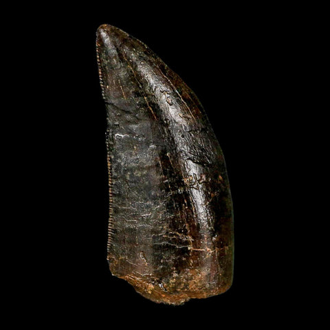 1.3" Gorgosaurus Tyrannosaur Dinosaur Fossil Tooth Two Medicine FM Montana COA Display