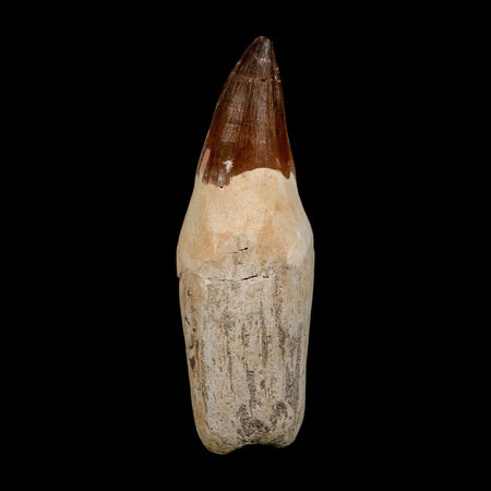 XL 4.8" Mosasaur Prognathodon Fossil Tooth Rooted Cretaceous Dinosaur Era COA