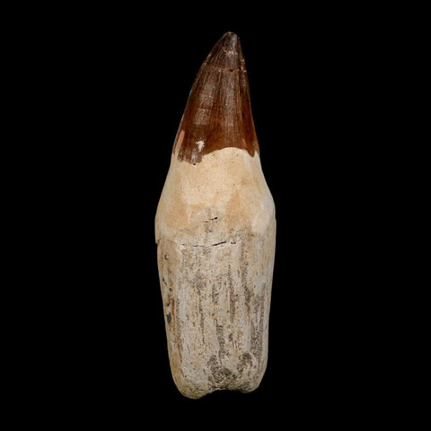 XL 4.8" Mosasaur Prognathodon Fossil Tooth Rooted Cretaceous Dinosaur Era COA