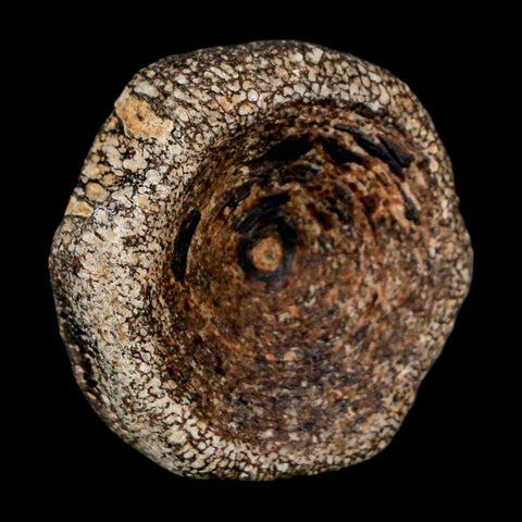 27MM Squalicorax Shark Vertebrae Fossil Bone Ozan Formation, North Sulfur River Texas - Fossil Age Minerals