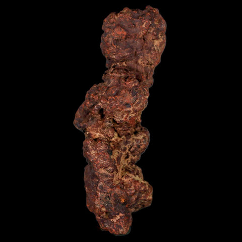 3.3" Prehistoric Coprolite Fossil Specimen Poop Dung Miocene Madagascar - Fossil Age Minerals