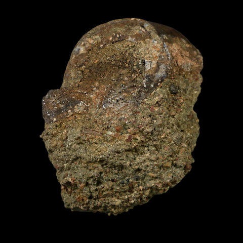 2.7" Allosaurus Fossil Metacarpal Bone Morrison FM Colorado Jurassic Dinosaur COA Stand - Fossil Age Minerals