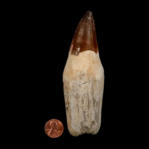 XL 4.8" Mosasaur Prognathodon Fossil Tooth Rooted Cretaceous Dinosaur Era COA