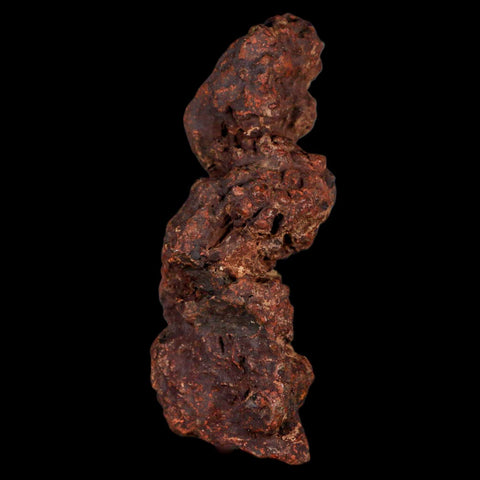 3.3" Prehistoric Coprolite Fossil Specimen Poop Dung Miocene Madagascar - Fossil Age Minerals