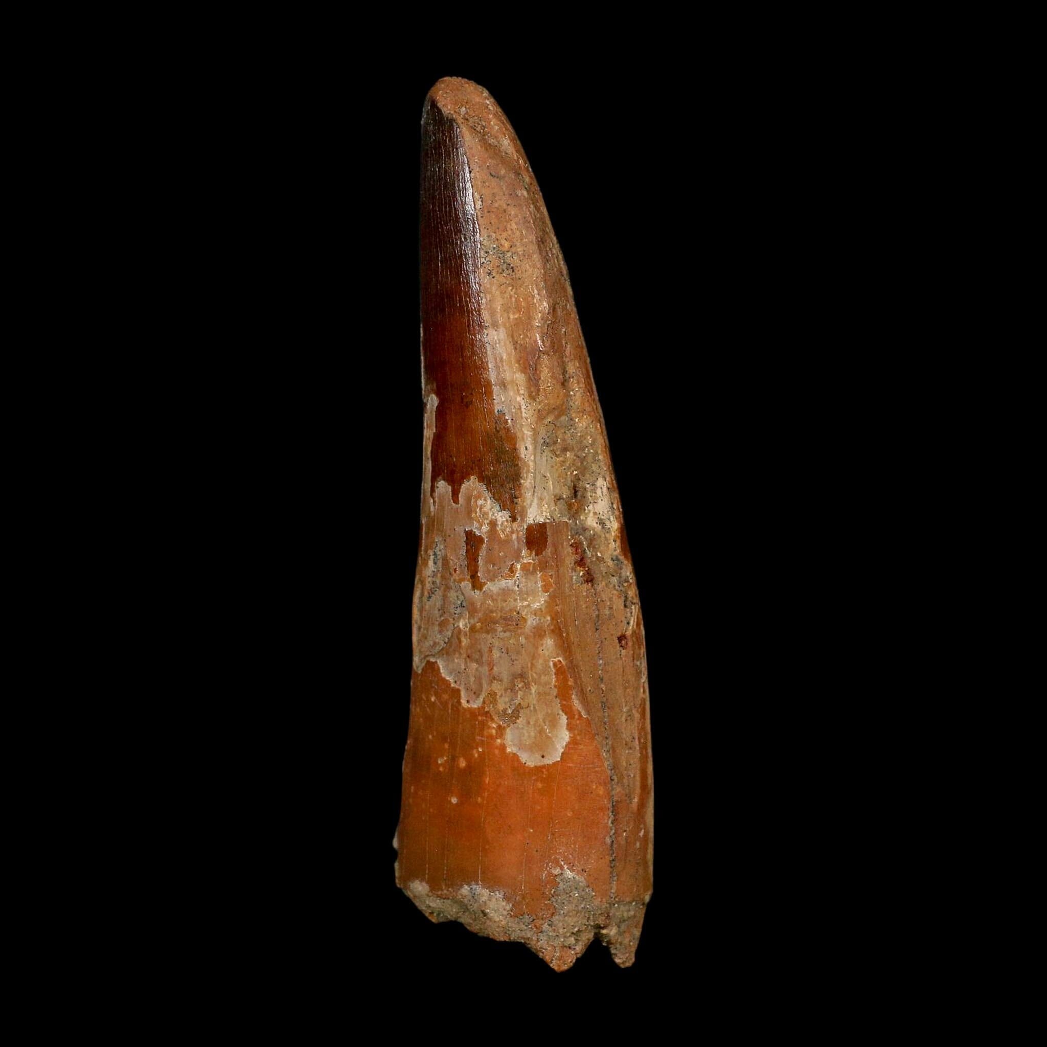 XL 4" Spinosaurus Fossil Tooth 100 Million Years Old Cretaceous Dinosaur COA