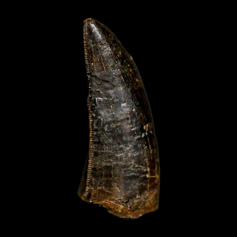 1.3" Gorgosaurus Tyrannosaur Dinosaur Fossil Tooth Two Medicine FM Montana COA Display