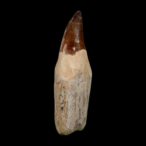 XL 4.8" Mosasaur Prognathodon Fossil Tooth Rooted Cretaceous Dinosaur Era COA