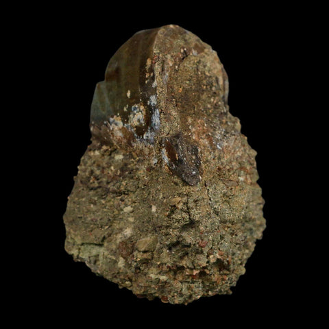 2.7" Allosaurus Fossil Metacarpal Bone Morrison FM Colorado Jurassic Dinosaur COA Stand - Fossil Age Minerals