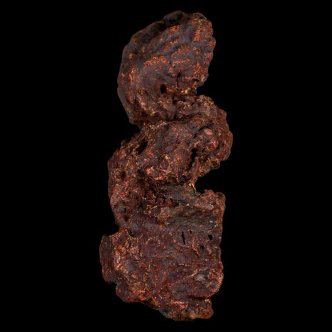 3.3" Prehistoric Coprolite Fossil Specimen Poop Dung Miocene Madagascar - Fossil Age Minerals