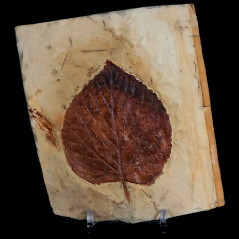3" Beringiaphyllum Cupaniodes Fossil Plant Leaf Fort Union Glendive MT Paleocene Age - Fossil Age Minerals