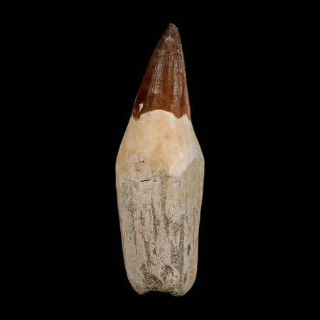XL 4.8" Mosasaur Prognathodon Fossil Tooth Rooted Cretaceous Dinosaur Era COA