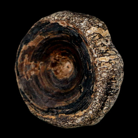 27MM Squalicorax Shark Vertebrae Fossil Bone Ozan Formation, North Sulfur River Texas - Fossil Age Minerals