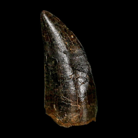 1.3" Gorgosaurus Tyrannosaur Dinosaur Fossil Tooth Two Medicine FM Montana COA Display