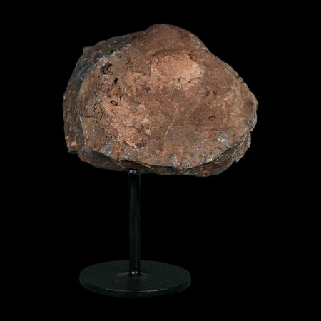 3.3" Allosaurus Fossil Vertebra Bone Morrison FM Colorado Jurassic Dinosaur COA Stand