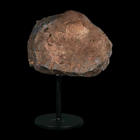 3.3" Allosaurus Fossil Vertebra Bone Morrison FM Colorado Jurassic Dinosaur COA Stand - Fossil Age Minerals