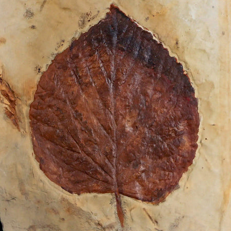 3" Beringiaphyllum Cupaniodes Fossil Plant Leaf Fort Union Glendive MT Paleocene Age