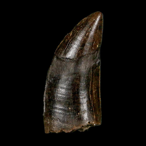 1.3" Gorgosaurus Tyrannosaur Dinosaur Fossil Tooth Two Medicine FM Montana COA Display