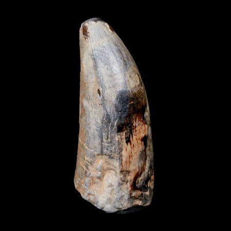 2.2" Sarcosuchus Imperator Crocodile Fossil Tooth Elrhaz FM Cretaceous Niger COA