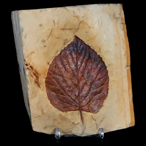 3" Beringiaphyllum Cupaniodes Fossil Plant Leaf Fort Union Glendive MT Paleocene Age - Fossil Age Minerals
