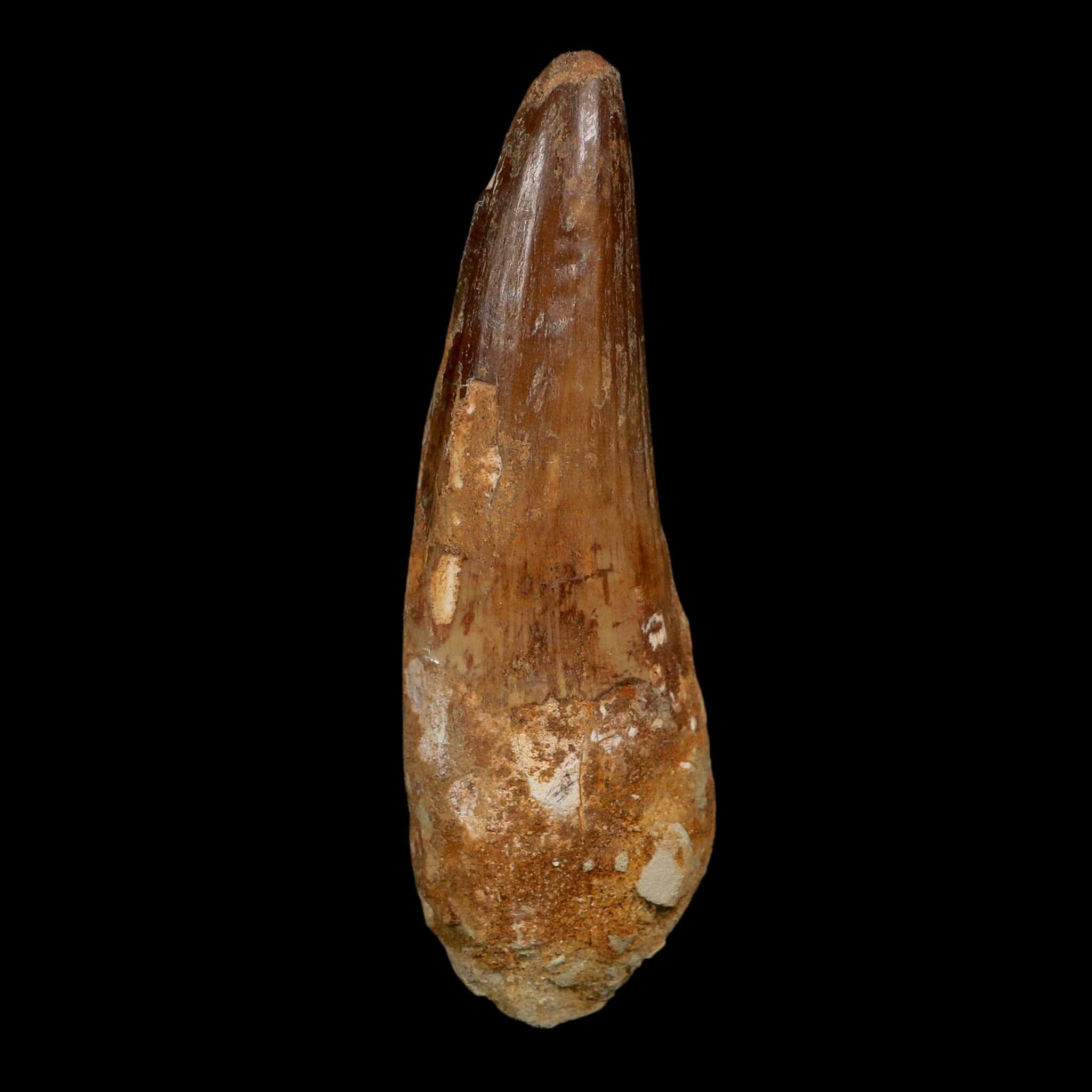 XL 3.7" Spinosaurus Fossil Tooth 100 Million Years Old Cretaceous Dinosaur COA