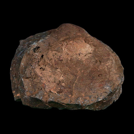 3.3" Allosaurus Fossil Vertebra Bone Morrison FM Colorado Jurassic Dinosaur COA Stand