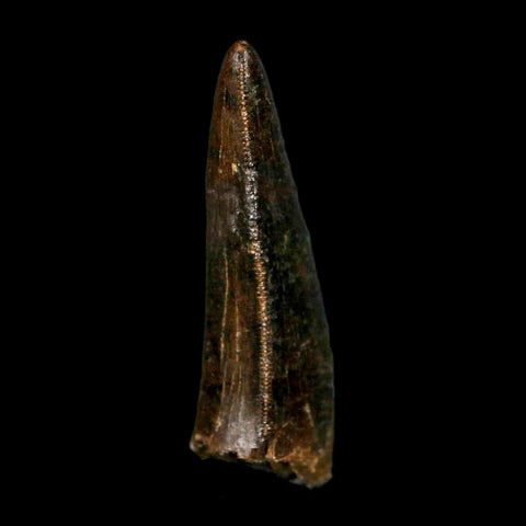 1.3" Gorgosaurus Tyrannosaur Dinosaur Fossil Tooth Two Medicine FM Montana COA Display