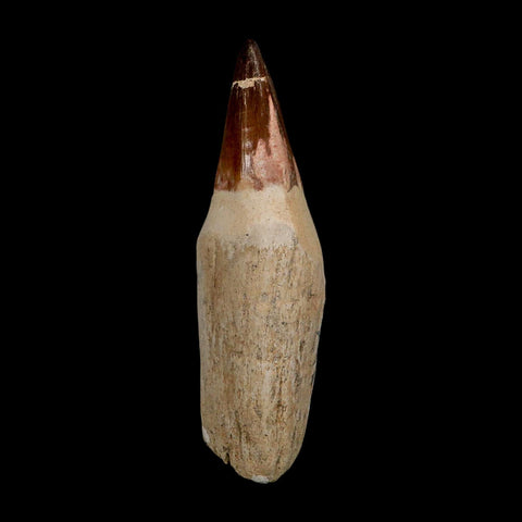 XL 4.8" Mosasaur Prognathodon Fossil Tooth Rooted Cretaceous Dinosaur Era COA