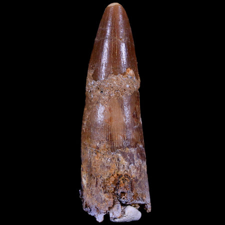 1.9" Spinosaurus Fossil Tooth 100 Mil Yrs Old Cretaceous Dinosaur COA & Stand