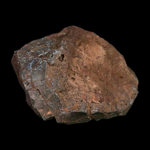 3.3" Allosaurus Fossil Vertebra Bone Morrison FM Colorado Jurassic Dinosaur COA Stand - Fossil Age Minerals